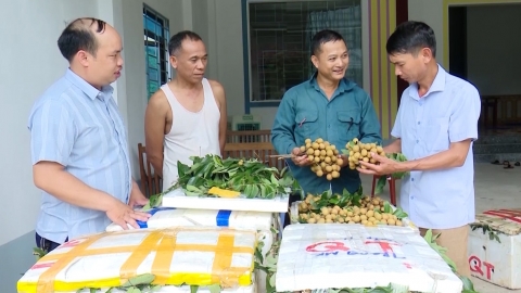 Nhãn chín sớm Sơn La có giá 50.000 đồng/kg