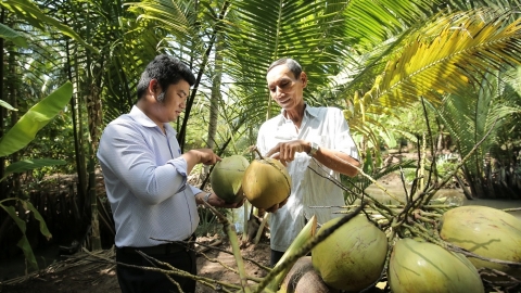 Doanh nghiệp ngành dừa bước vào 'đường đua' thị trường tỷ đô