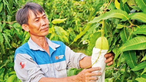 Cần chiến lược tăng lợi nhuận, quảng bá thương hiệu nông nghiệp hữu cơ