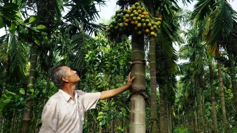 Giá cau lao dốc