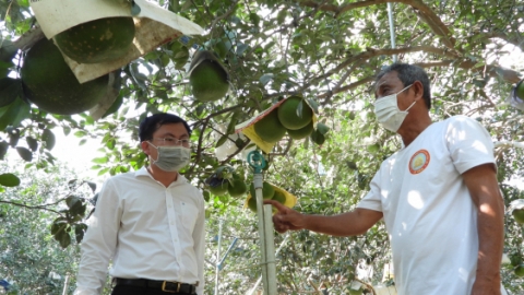 Ông 'Minh bưởi' và câu chuyện đam mê ứng dụng công nghệ