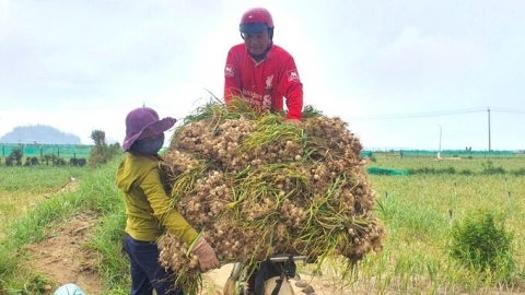 Tỏi Lý Sơn được bao tiêu để sản xuất nước chấm