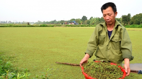 Những người tiên phong phục hưng bèo hoa dâu