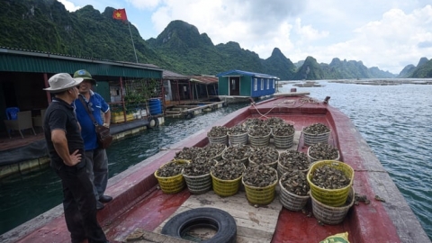 Nuôi biển, vì nguồn sống xanh cho thế hệ mai sau