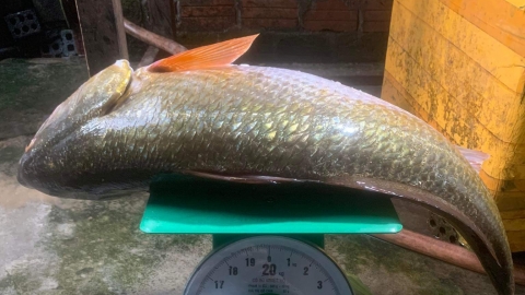 Bắt được cá nặng 6kg nghi sủ vàng quý hiếm