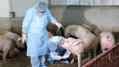 Triển khai tiêm phòng vacxin tả lợn Châu Phi ở huyện, xã rất yếu kém