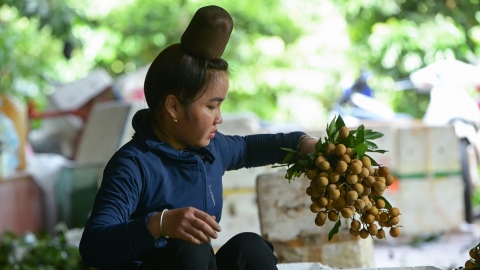 Nhãn chín sớm Sông Mã có giá cao kỷ lục, 50.000 đồng/kg