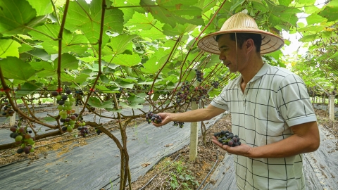 'Vòng tròn nông nghiệp' của Hợp tác xã 19/5 trên cao nguyên Mộc Châu