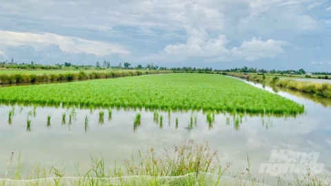 Vùng chuyên canh lúa - tôm đầu tiên của Việt Nam nhận chứng nhận BAP