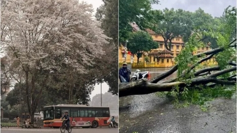 Xót tiếc thêm một 'cụ' sưa