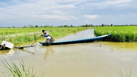 Về nơi có gần 40.000ha lúa sinh thái trên đất nuôi tôm