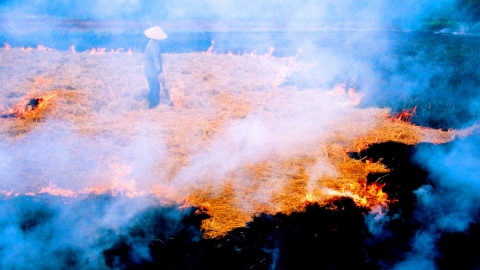 Post-harvest rice straw burning: limited benefits, significant drawbacks