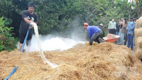 Training on the techniques for producing straw mushrooms and compost from straw