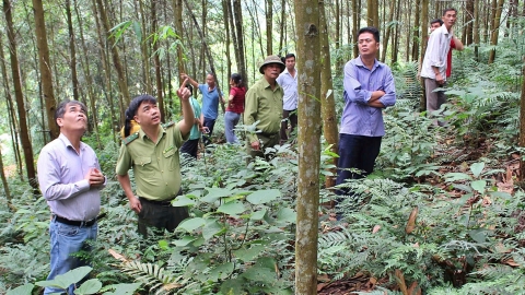 Việt Nam lần đầu có mã số vùng trồng rừng