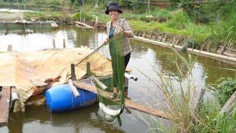 Nông dân '4 chấm' ở Đắk Nông: Kỹ thuật biến cá 'mềm' thành 'giòn'