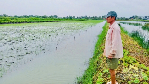 Kinh nghiệm hay từ mô hình ‘xen canh lúa - tôm càng xanh, luân canh tôm sú’