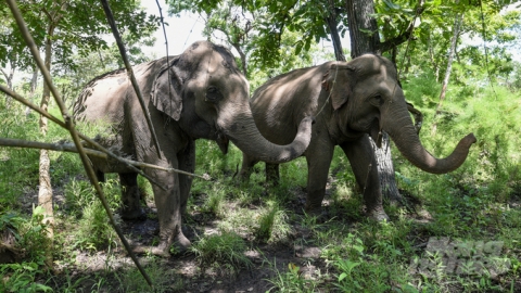 Increasing the number of elephants, realizing the seemingly 'impossible' effort