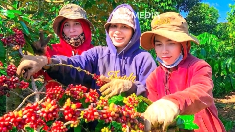 Giá cao, xuất khẩu tăng và bài toán dài hơi cho ngành hàng cà phê