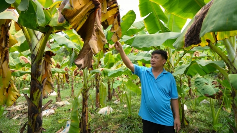 Chuối tiêu hồng bị ngập úng khiến nông dân thất thu