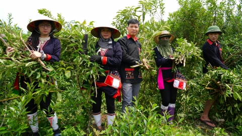 Người Dao tạo sinh kế từ cây dược liệu dưới chân núi Ba Vì