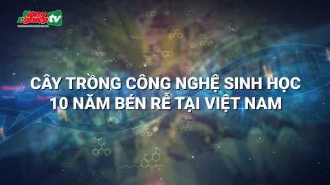 Cây trồng công nghệ sinh học - 10 năm bén rễ tại Việt Nam