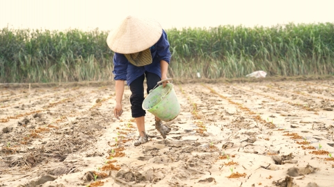 Sự sống nảy mầm sau bão lũ