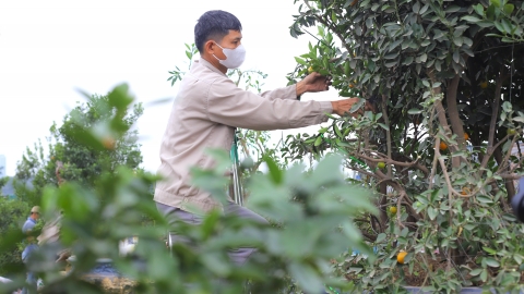 Người trồng quất cảnh Văn Giang tất bật tạo thế