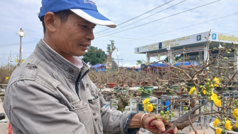 Nhà vườn mai cảnh mong nắng, kỳ vọng tiêu thụ những ngày cận Tết