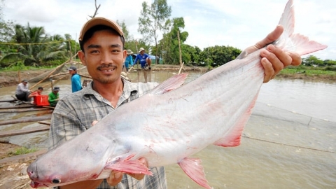 Xuất khẩu tôm và cá tra sang Trung Quốc tăng gần 4 lần