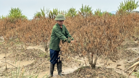 Vườn đào 2 màu lá, nông dân trắng tay