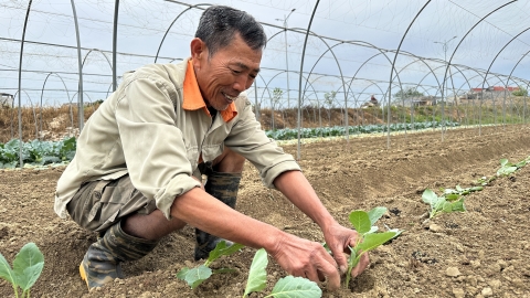 Vựa rau Túc Duyên vượt khó