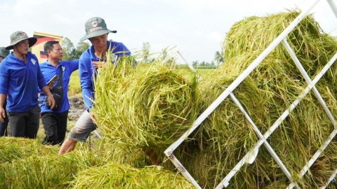 Mô hình thí điểm lúa giảm phát thải: Lợi nhuận có thể tăng 18 triệu đồng/ha