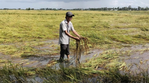 Hơn 9.700ha lúa hè thu bị ngập gây khó cho nông dân thu hoạch