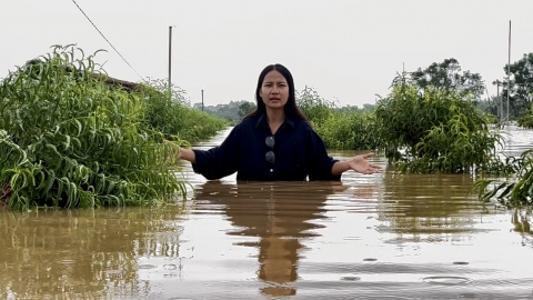 Đào quất ngập úng, nông dân 'đứt từng khúc ruột'