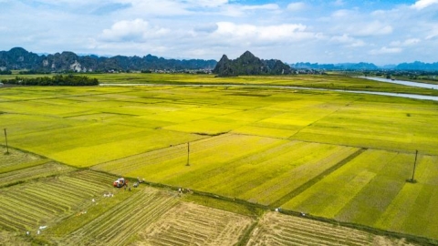 Tích tụ ruộng đất, con đường tất yếu