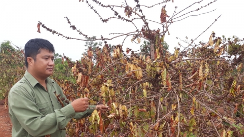 Đất Tây Nguyên bị 'bóc lột' nghiêm trọng﻿