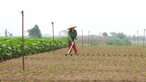 'Có đất, có sức thì vẫn làm'