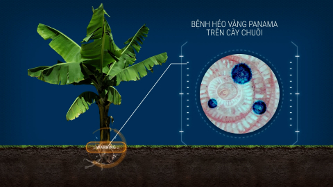 Cách phòng bệnh héo rũ Panama, ‘kẻ hủy diệt' chuối hàng loạt