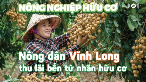 Nông dân Vĩnh Long thu lãi bền từ nhãn hữu cơ