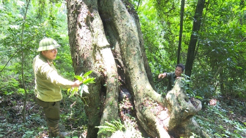 Rừng nghiến cổ thụ ven thành phố, lâm tặc thèm thuồng nhưng phải 'bó tay'