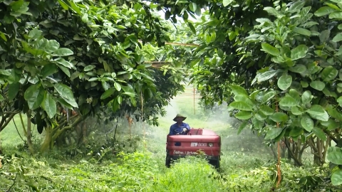 Phát triển trang trại cây ăn quả theo tiêu chuẩn '5 không'