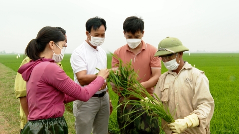 Đề phòng sinh vật gây hại vào cuối vụ lúa đông xuân phía Bắc