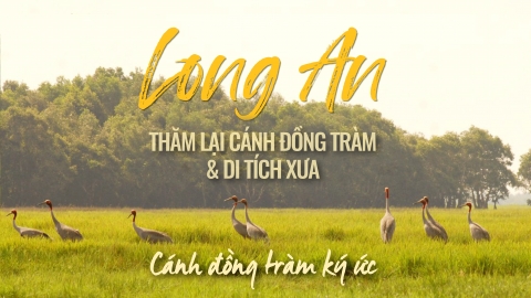 Cánh đồng tràm ký ức