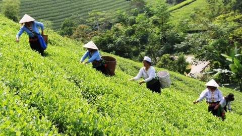 Chuyển đổi sản xuất chè hữu cơ: Giảm chi phí, tăng hiệu quả kinh tế