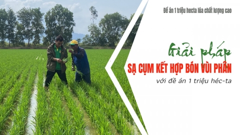 Giải pháp sạ cụm kết hợp bón vùi phân đáp ứng mục tiêu đề án 'một triệu héc-ta'