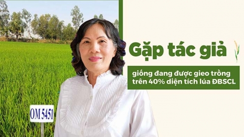 Gặp tác giả giống đang được gieo trồng trên 40% diện tích lúa ĐBSCL