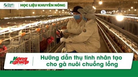 Hướng dẫn thụ tinh nhân tạo cho gà nuôi chuồng lồng