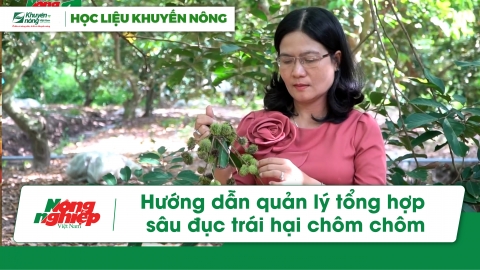 Hướng dẫn quản lý tổng hợp sâu đục trái hại chôm chôm