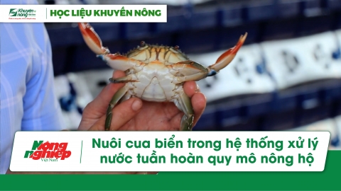 Nuôi cua biển trong hệ thống xử lý nước tuần hoàn quy mô nông hộ