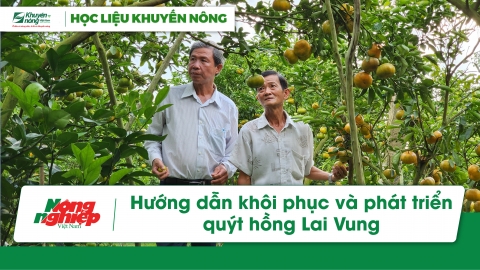 Hướng dẫn khôi phục và phát triển quýt hồng Lai Vung